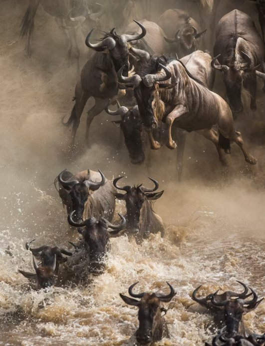 Wildebeest migration crossing in the Maasai Mara